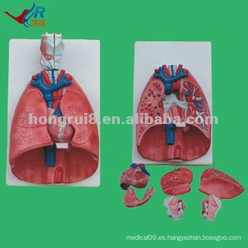 Partes Anatómicas de Pulmones, Pulmón Cardíaco y Modelo de Laringe, Modelo Pulmonar de Entrenamiento